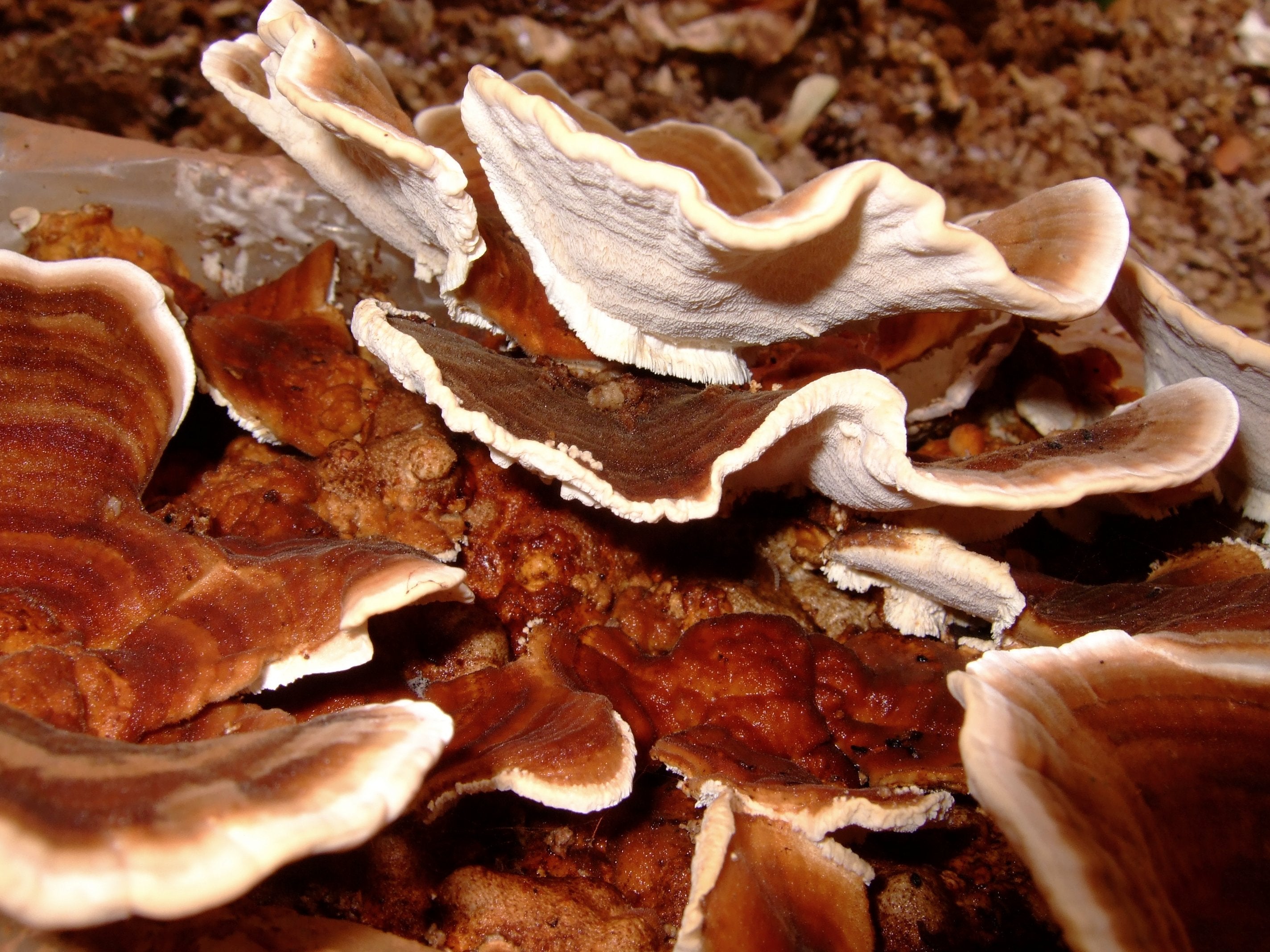 Coriolus versicolor - Yun zhi - Schmetterlingstramete