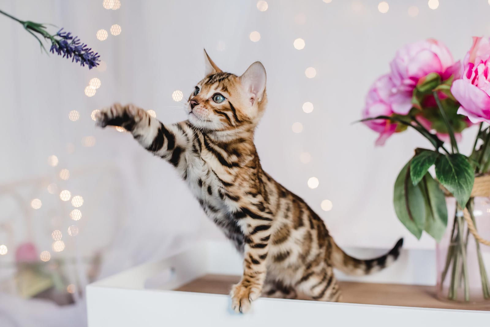 5 Gründe, warum jeder Hund und jede Katze von unseren Vitalpilz-Mischungen profitiert!