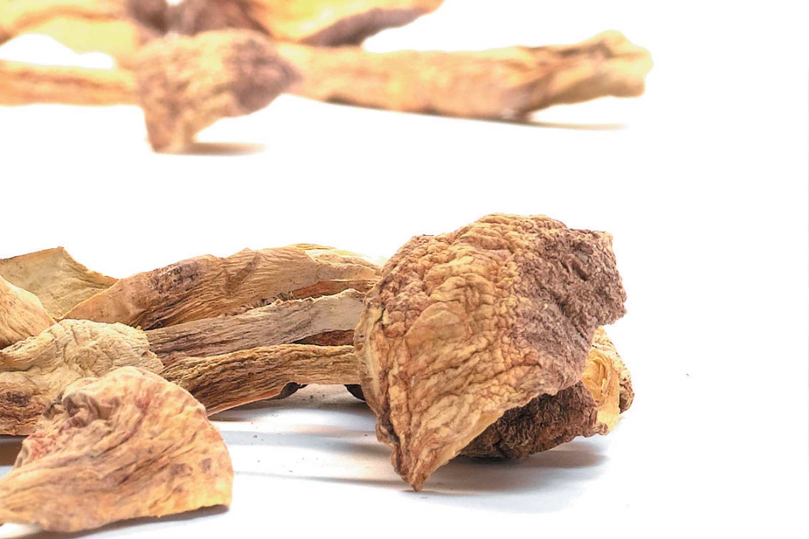 ABM – Agaricus blazei murill – Mandelpilz