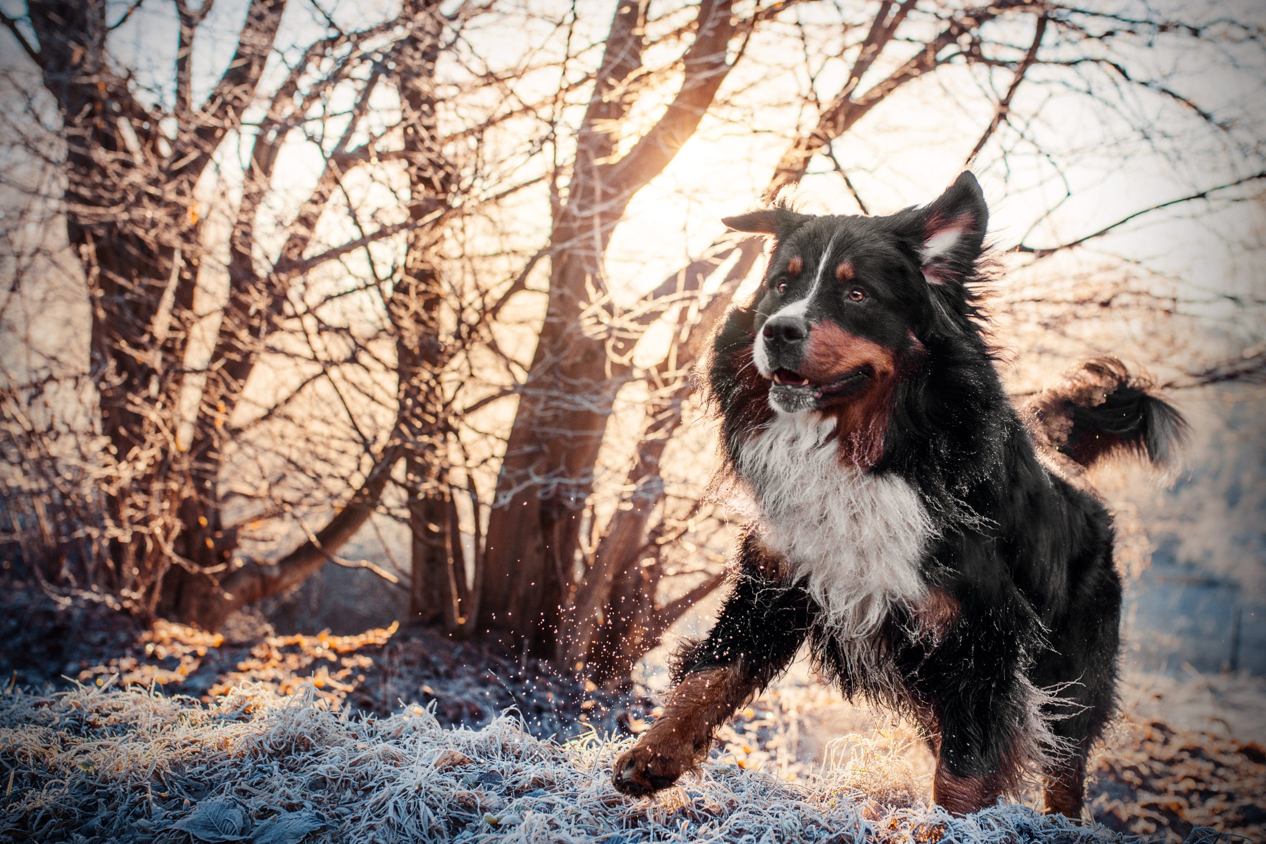 Blue Merle, Fawn, Black an Tan – Die Welt der Fellfarben