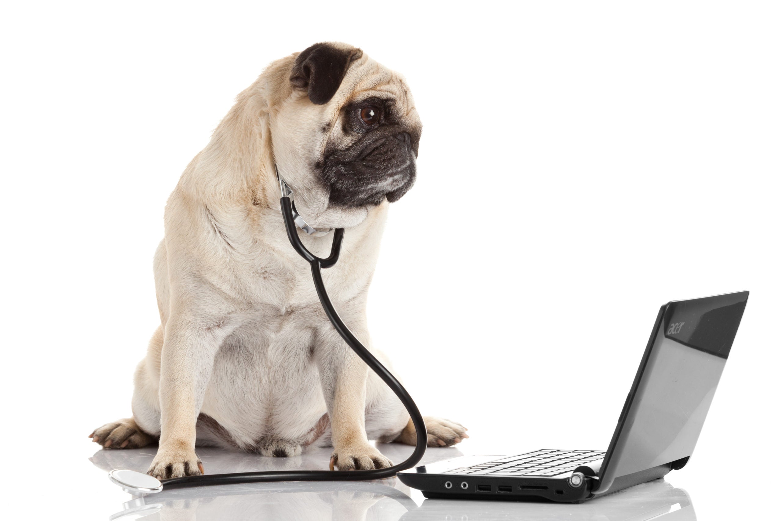 Die Notfallapotheke – was brauchst du, um deinem Hund im Ernstfall zu helfen?