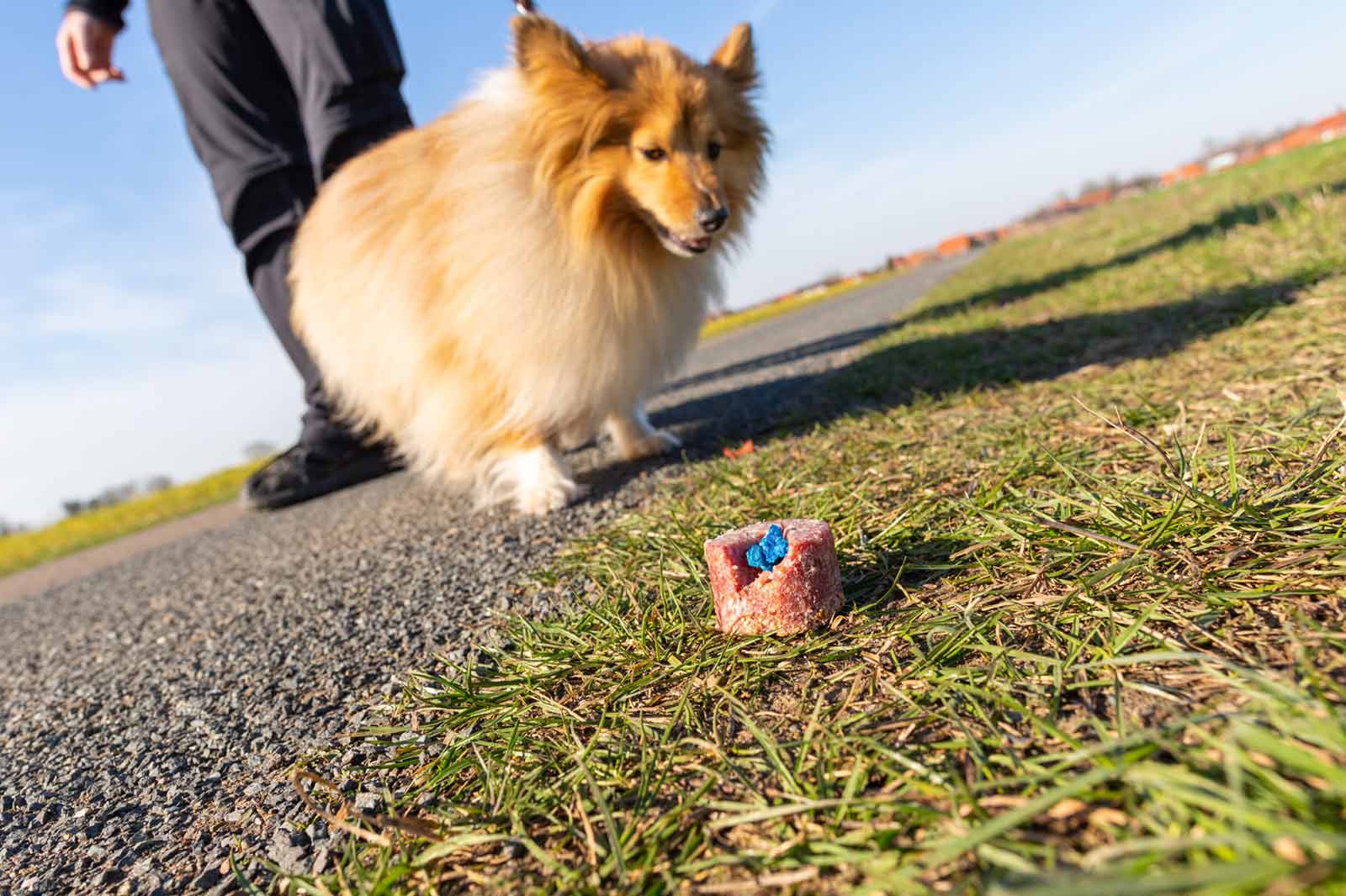 Alptraum Giftköder – Wie du deinen Hund vor der Gefahr schützen kannst