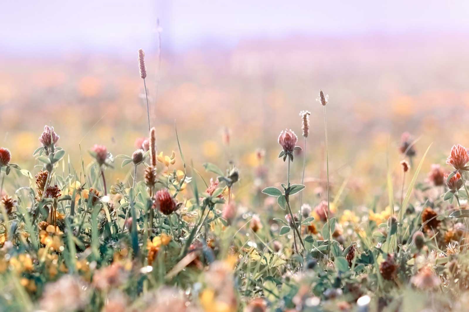 Anwendungsgebiete unserer Kräuter – Phytotherapie