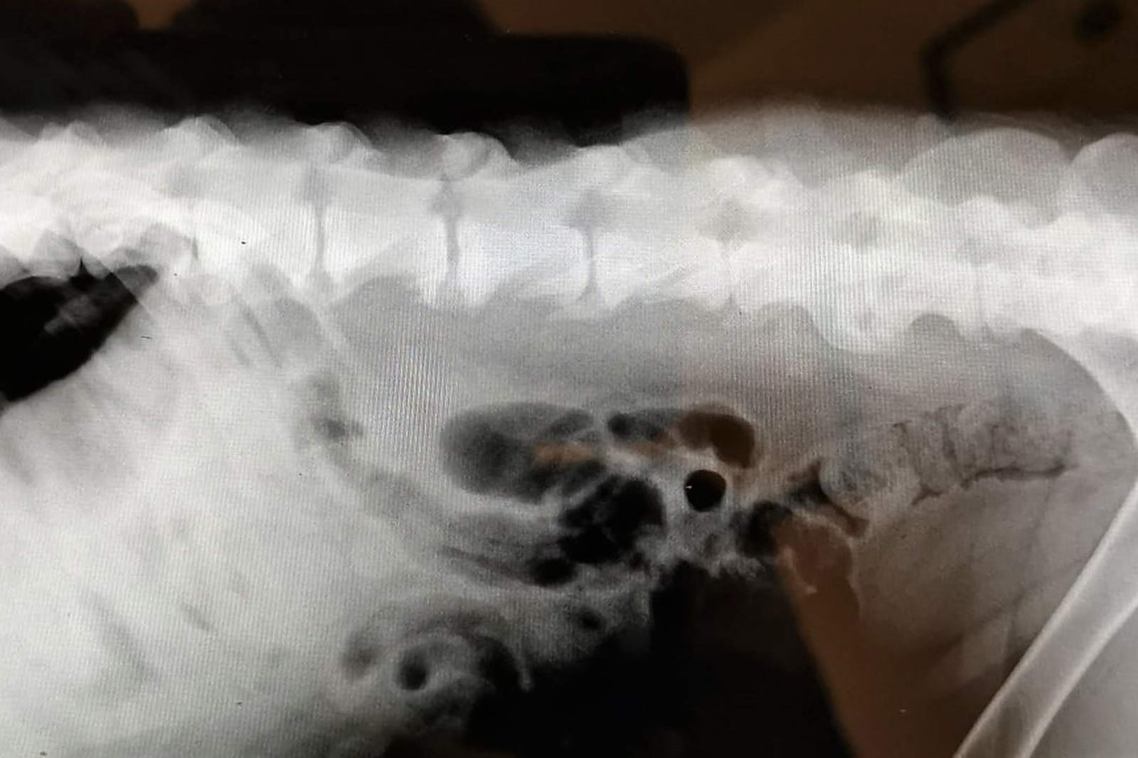 Arthrose beim Hund – Was kannst du tun?