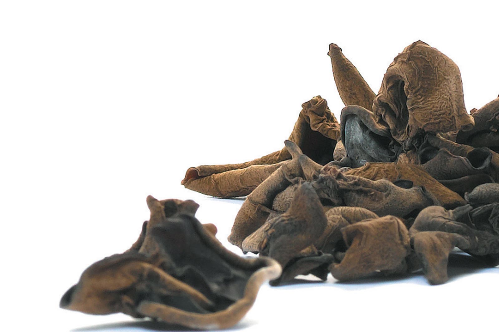 Auricularia – Mu-Err – Judasohr