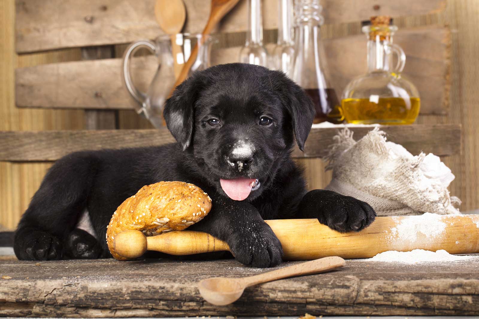 Backen für den Hund – Wie du deinen Freund mit Selbstgemachtem glücklich machst