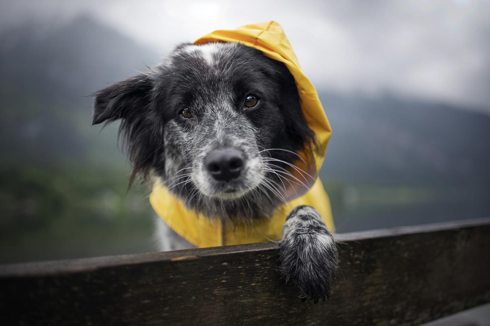 Der Hundemantel – mehr als nur ein Accessoire?