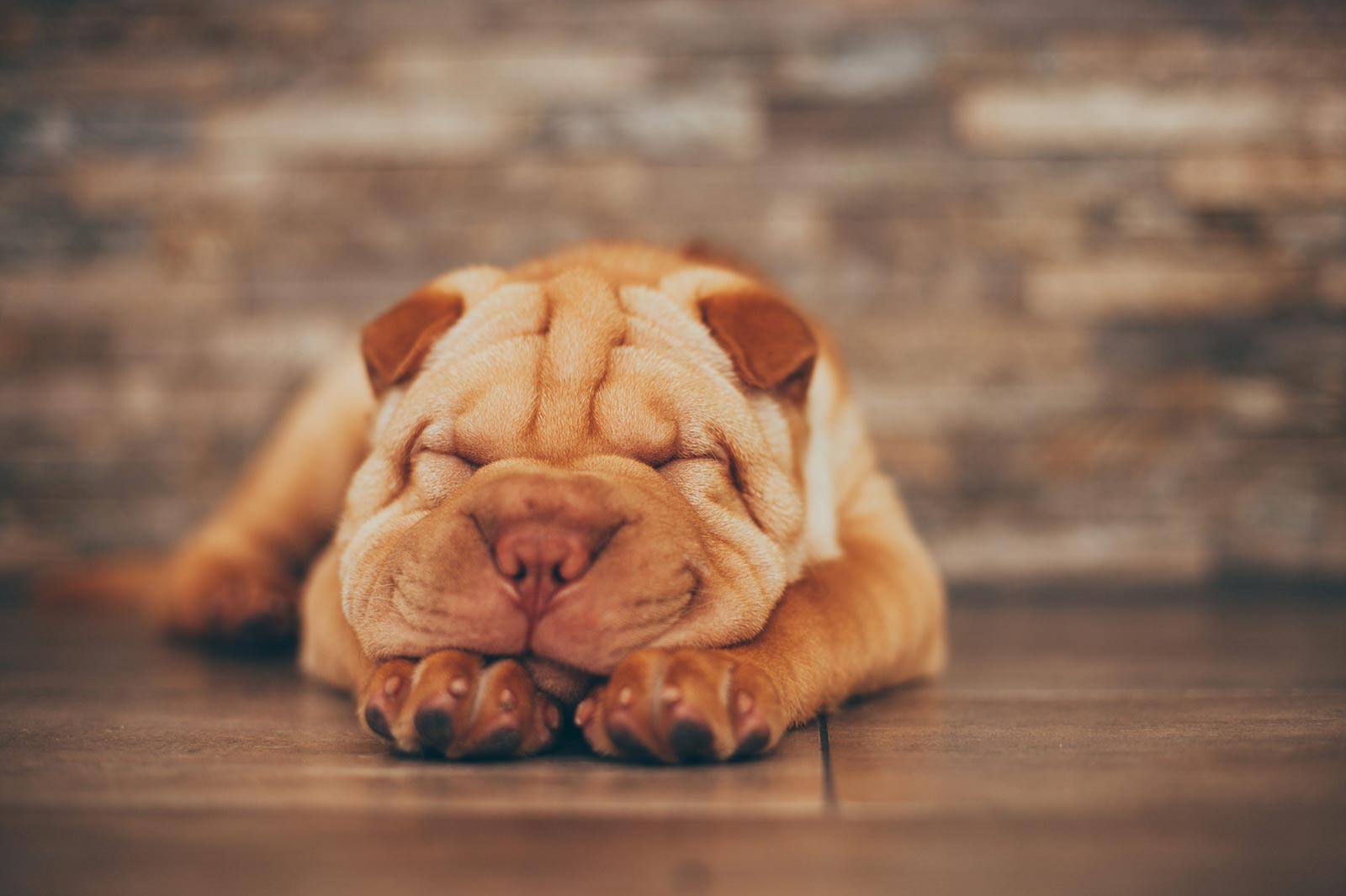Der nervöse Hund – So hilfst du deinem Freund in aufregenden Situationen