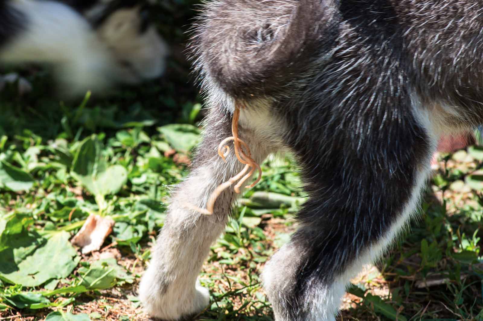 Entwurmung bei Hunden und Katzen – Wann ist das sinnvoll?