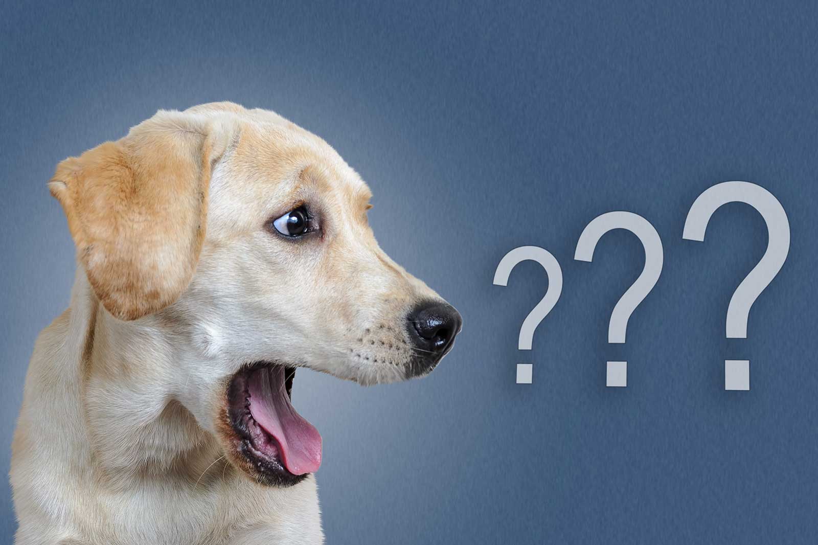 FAQ – Häufig gestellte Fragen zu Vitalpilzen