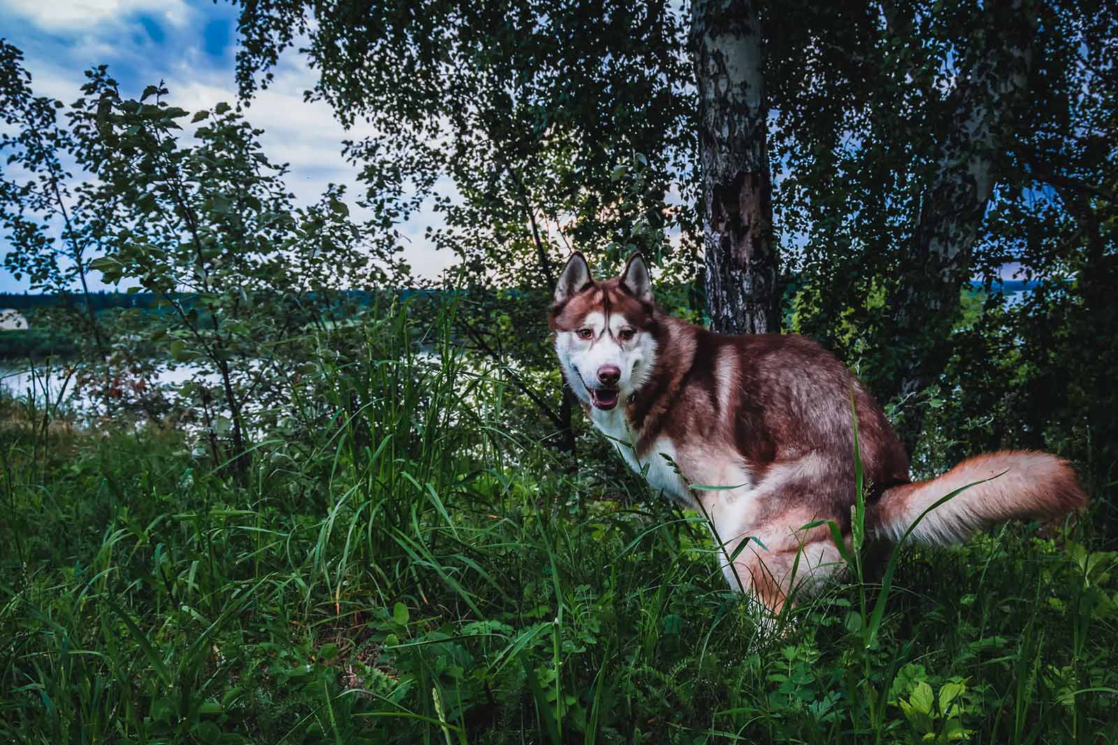 Giardien beim Hund und bei der Katze erfolgreich behandeln