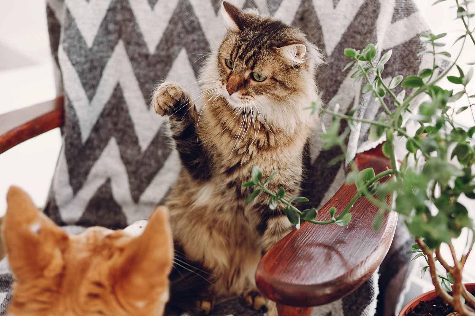 Giftpflanzen für Hunde und Katzen – Teil 1 Zimmerpflanzen