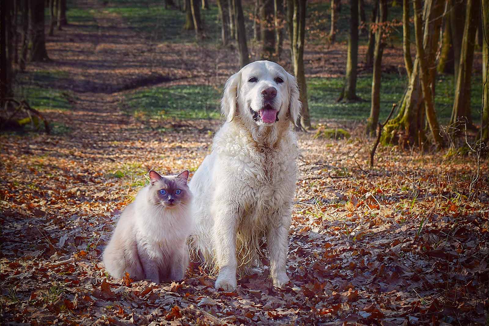 Giftpflanzen für Hunde und Katzen – Teil 2 draußen