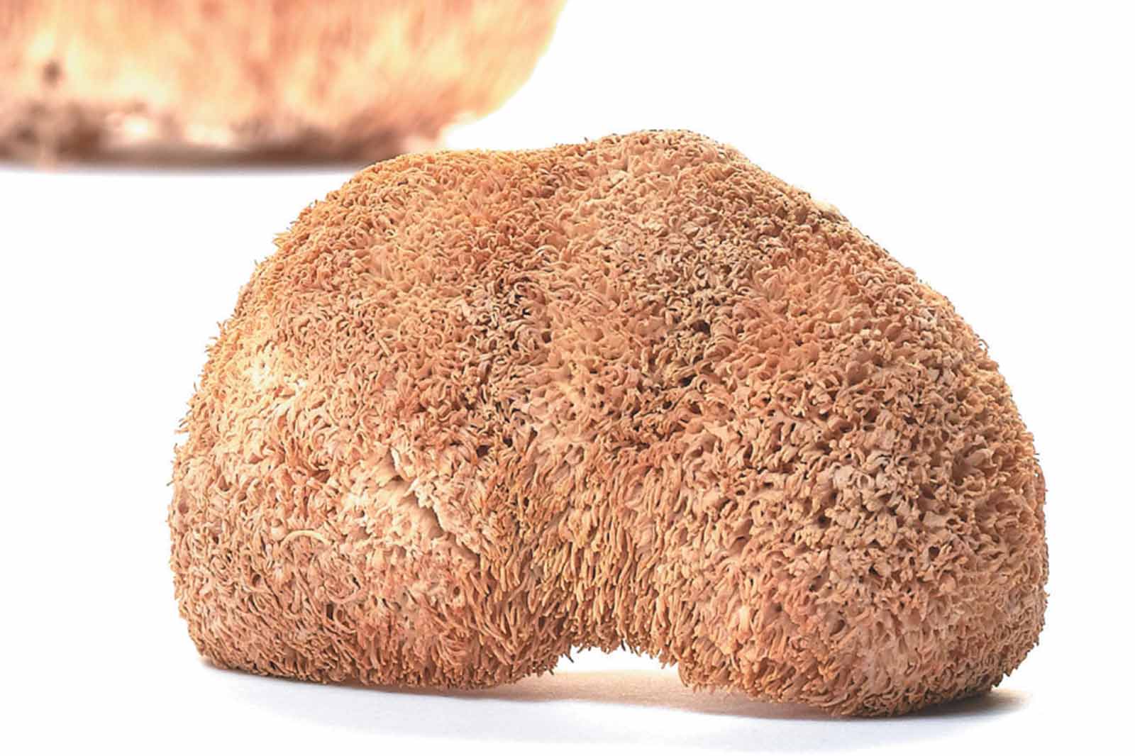 Hericium erinaceus – der Igelstachelbart