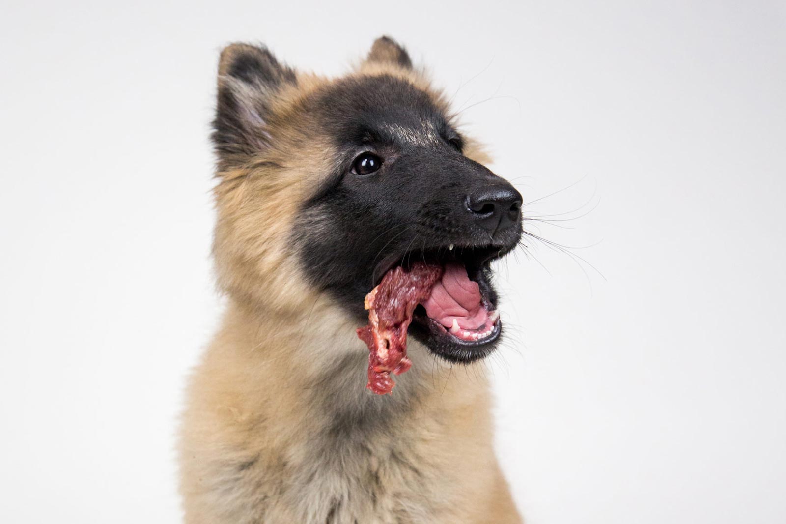 Hilfe, mein Hund frisst seine Futterergänzungsmittel nicht!