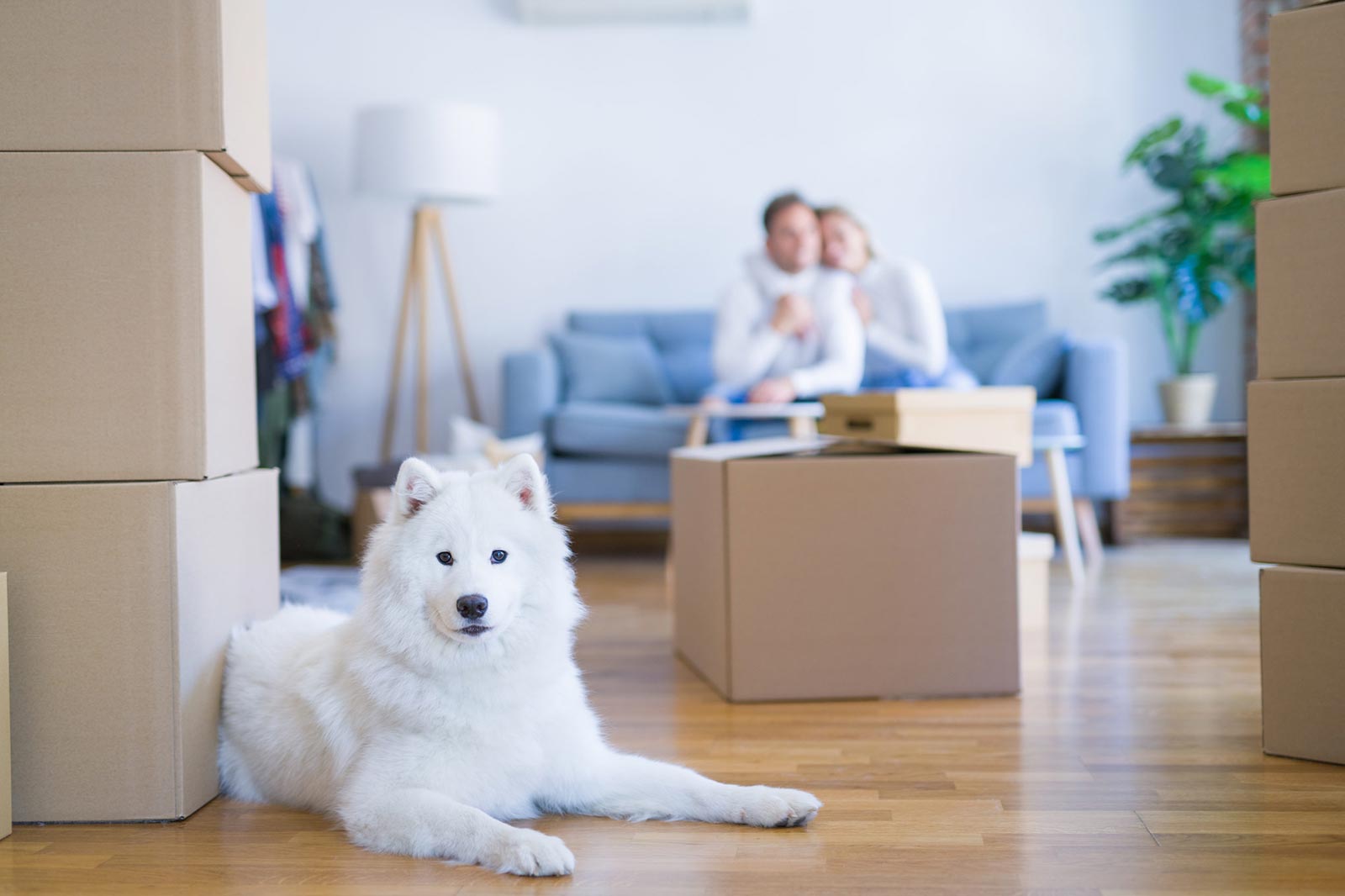 Hund und Mietwohnung – passt das zusammen?