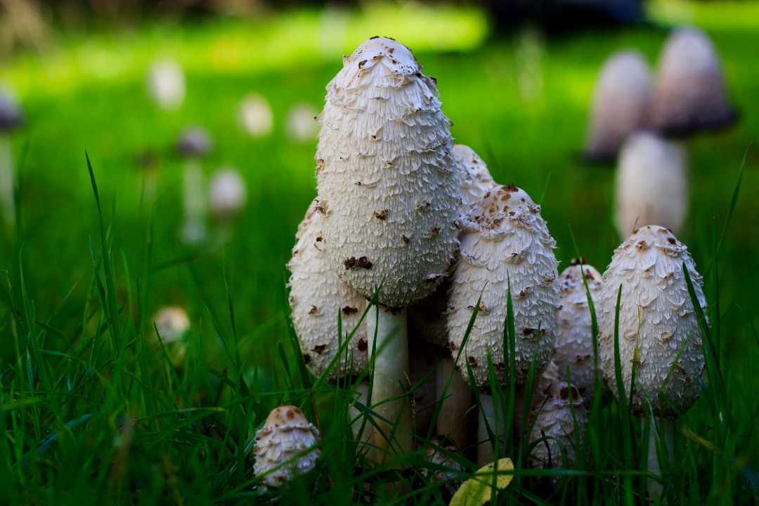 Coprinus comatus - der Schopftintling