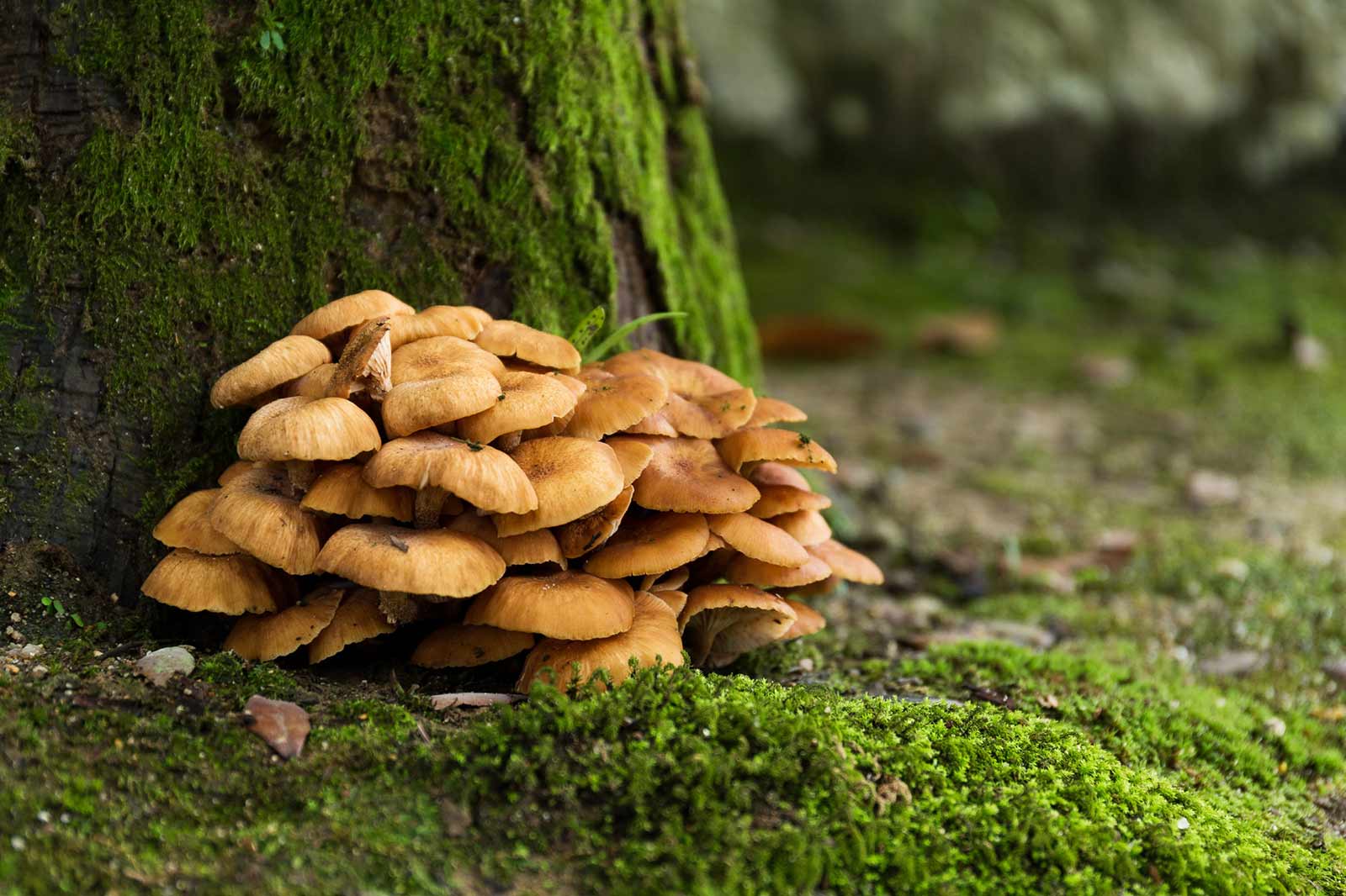 Maitake – Die wertvolle asiatische Geheimwaffe