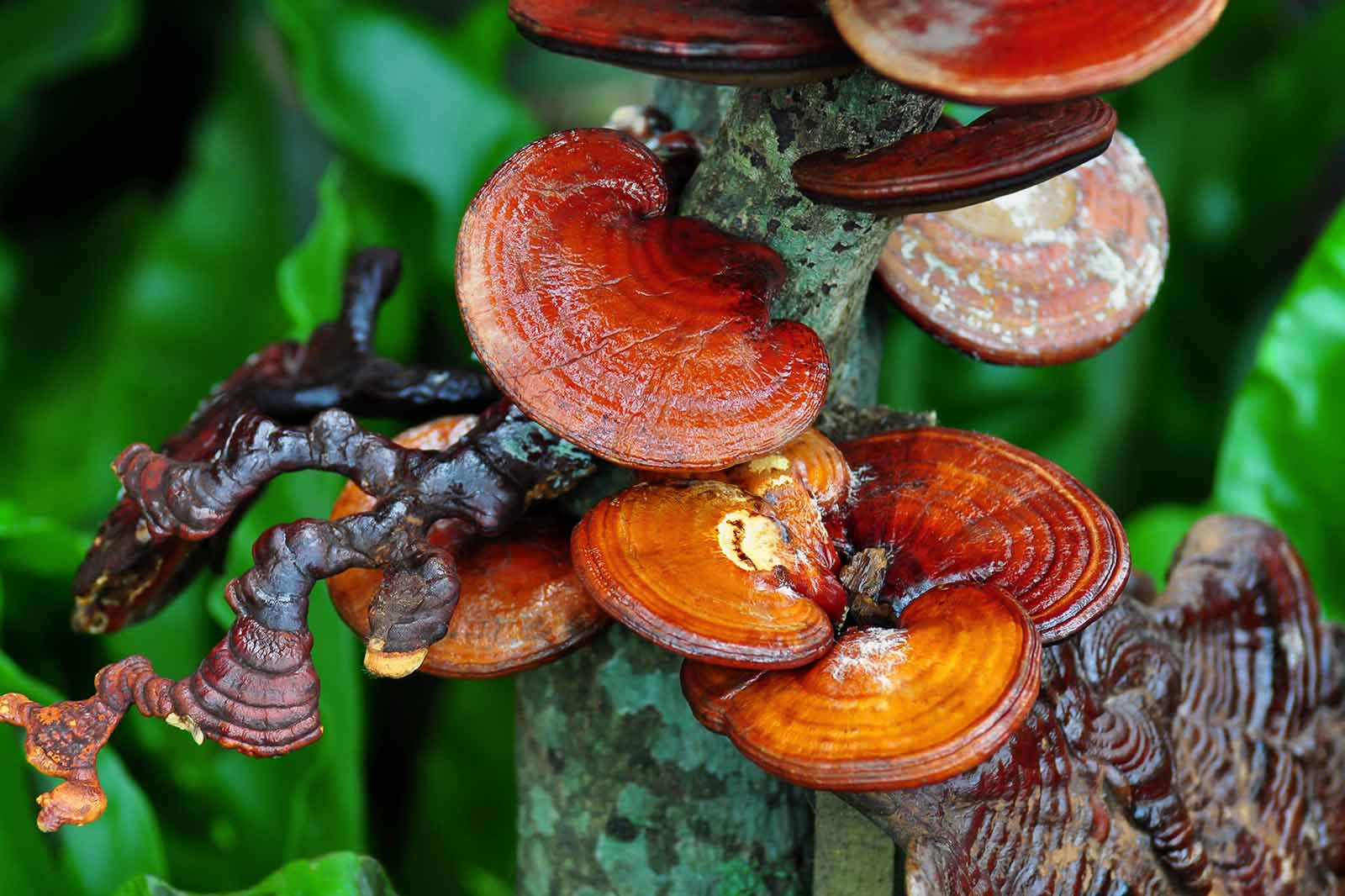 Reishi – Der Pilz des ewigen Lebens – auch für deinen Hund!