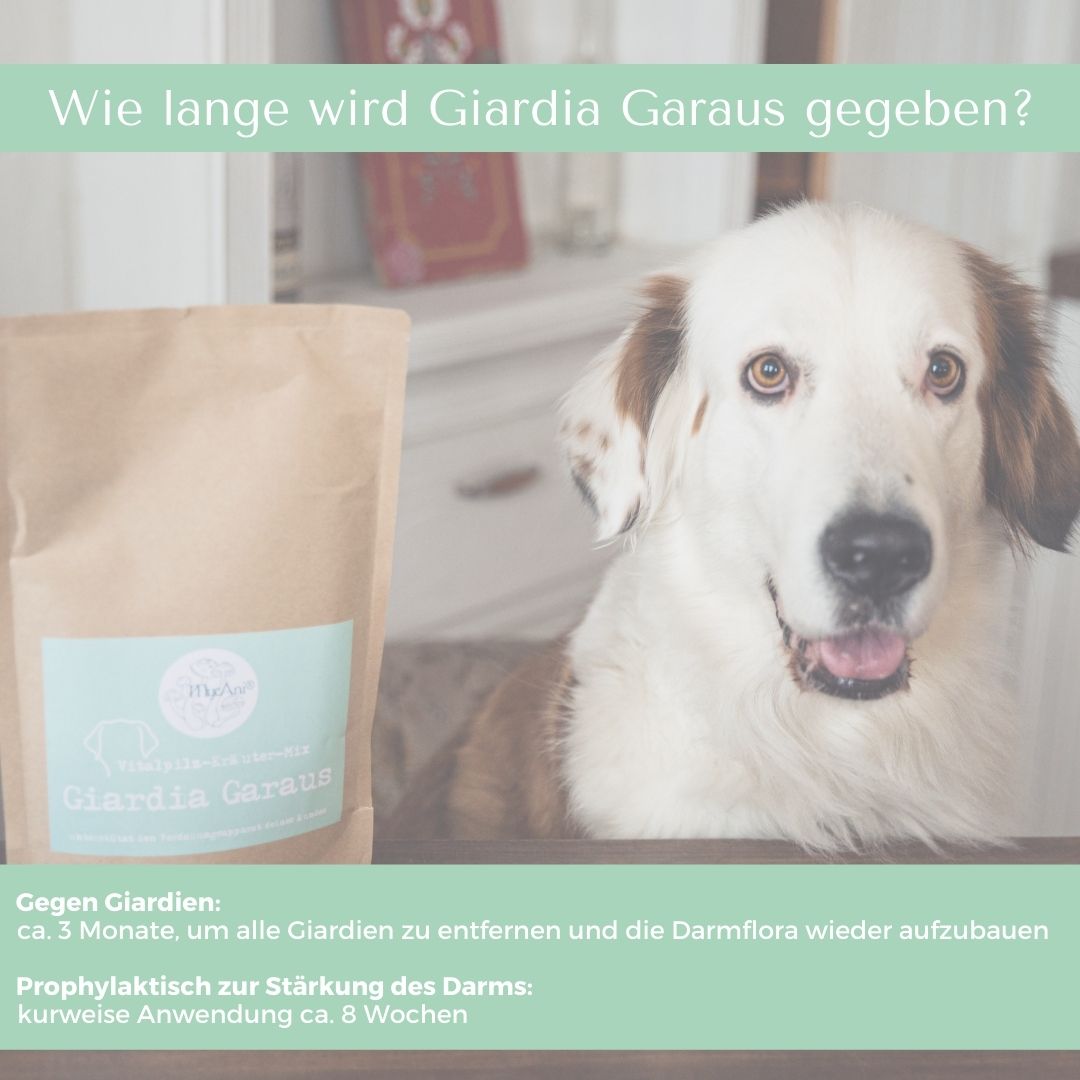 Giardia Garaus für Hunde & Katzen