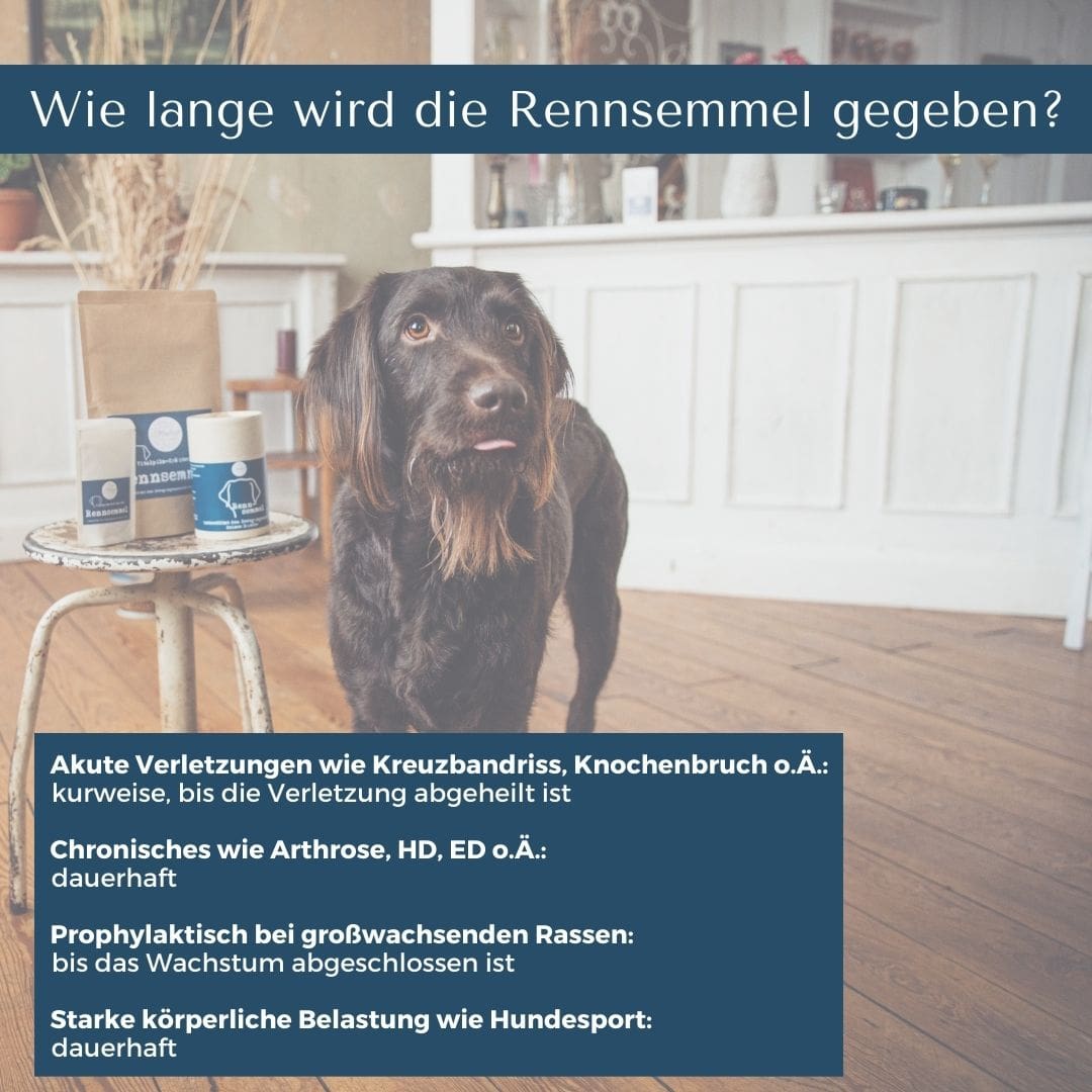 Rennsemmel für Hunde & Katzen