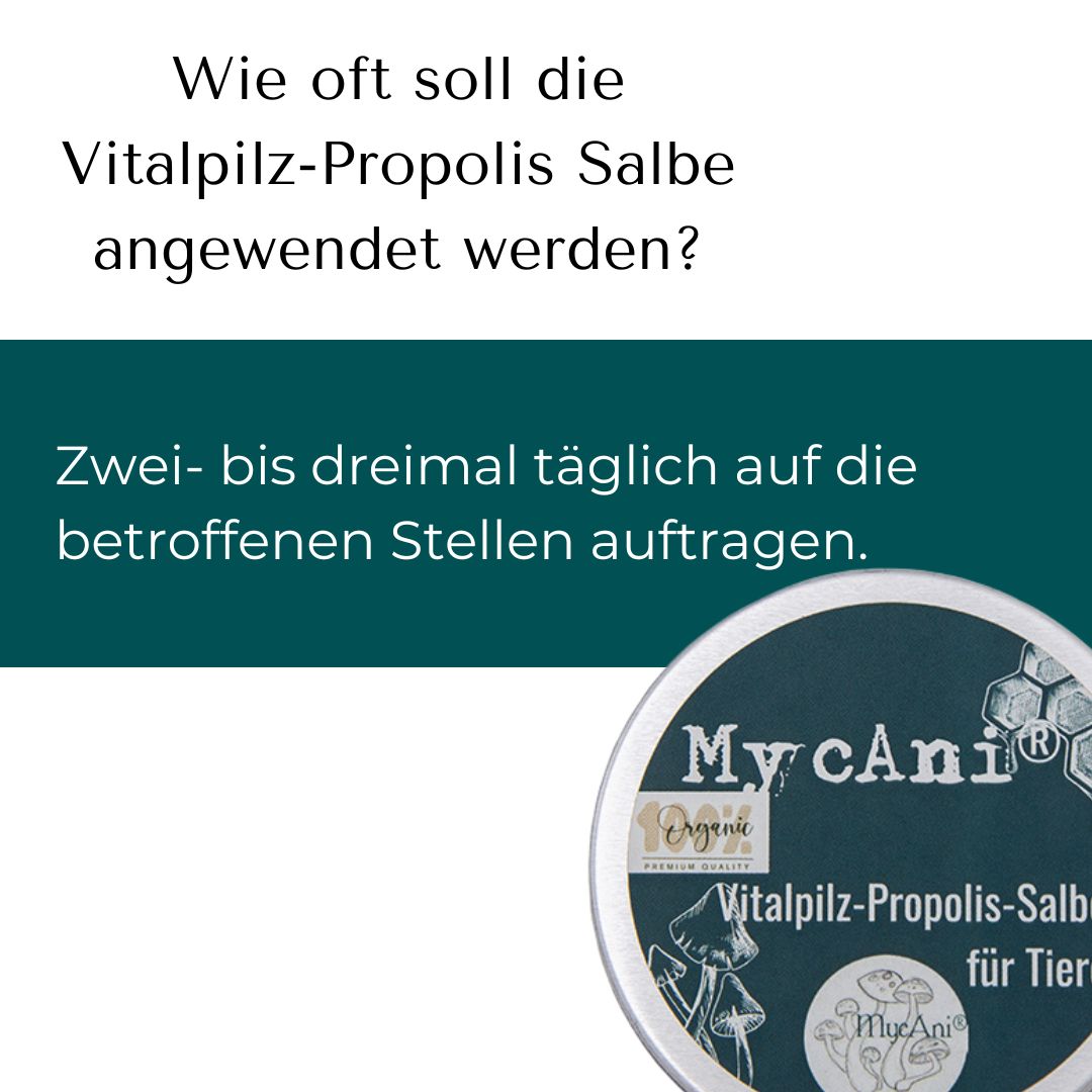 Vitalpilz-Propolis-Salbe