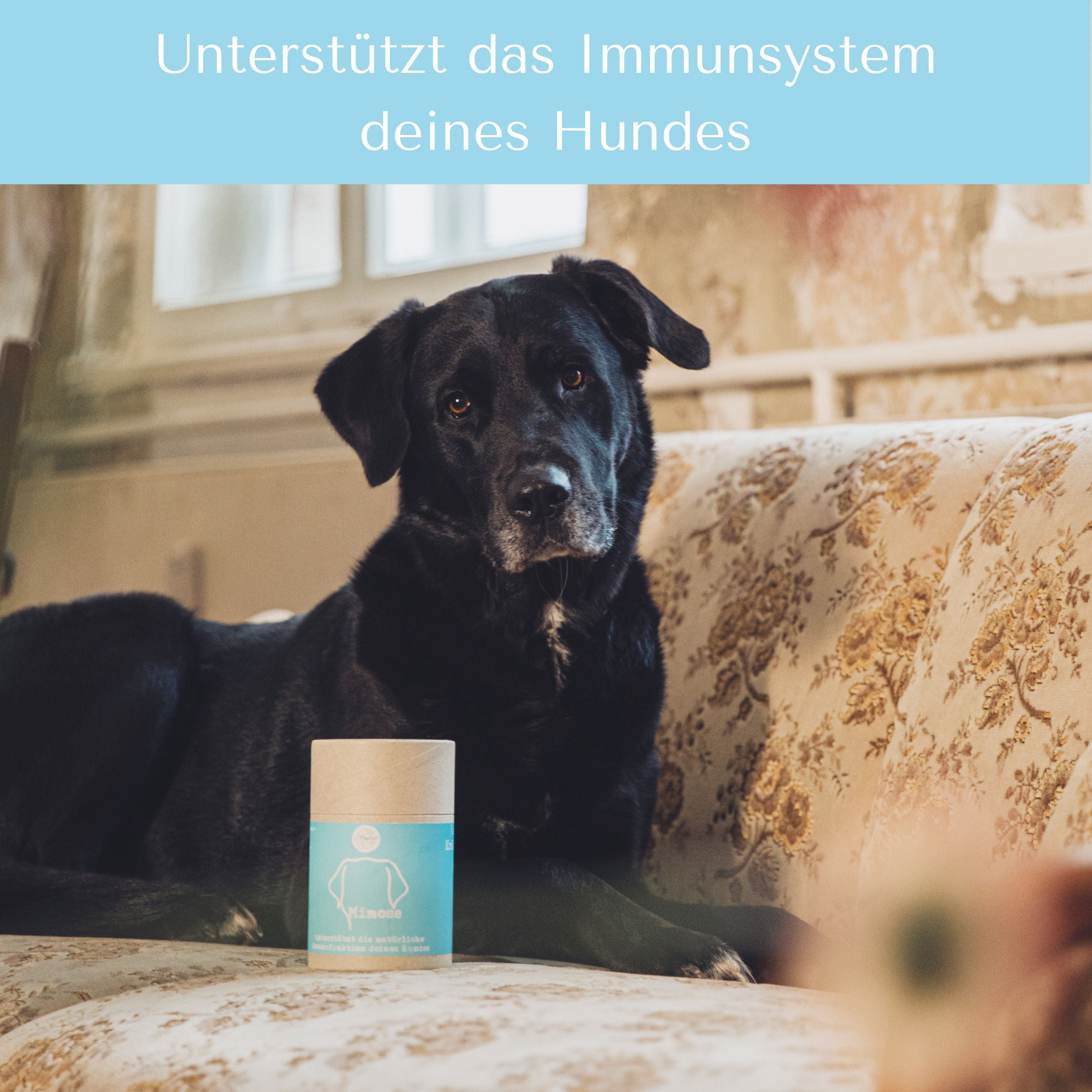 Mimose für Hunde & Katzen