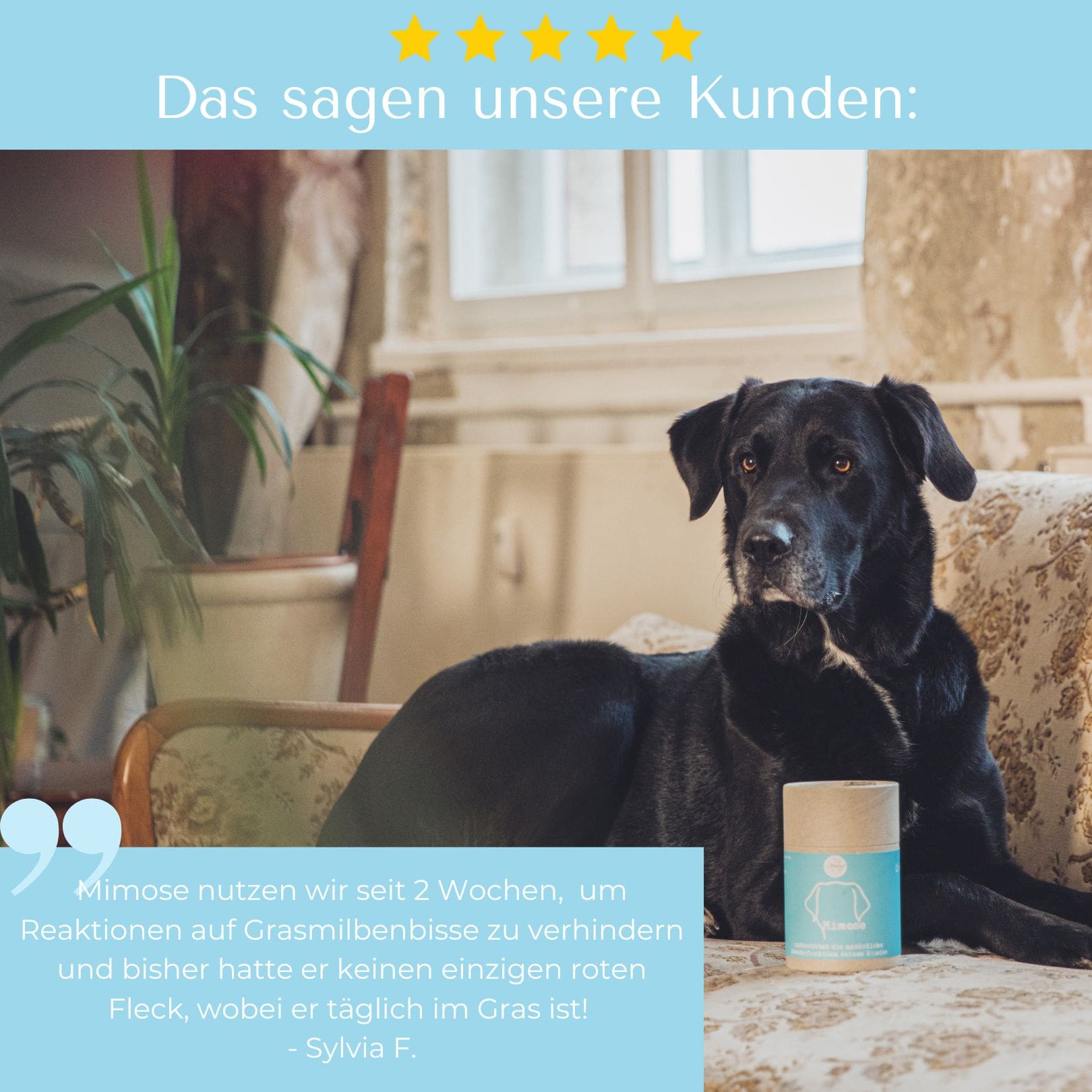 Mimose für Hunde & Katzen