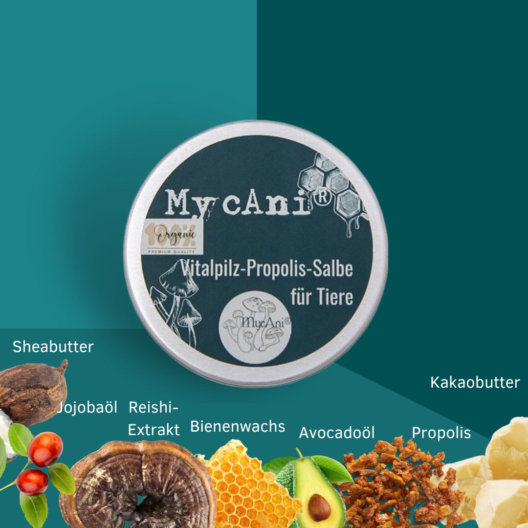 Vitalpilz-Propolis-Salbe
