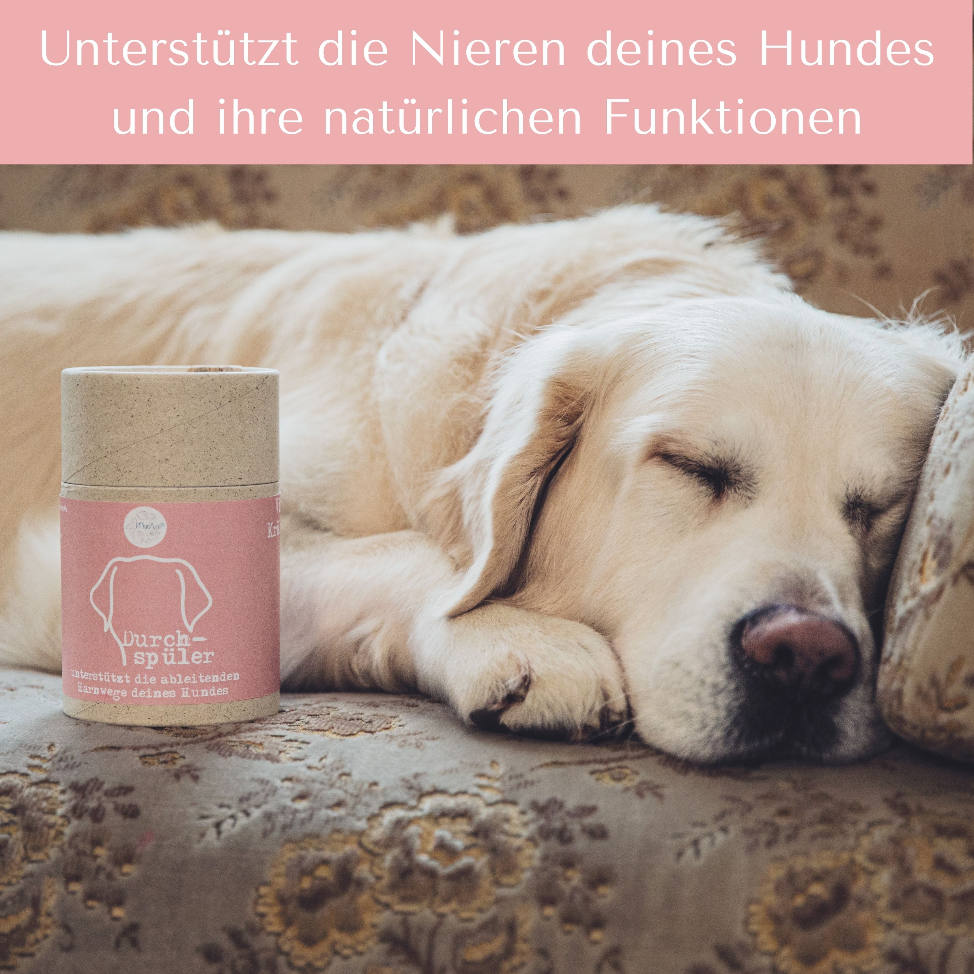 Durchspüler für Hunde