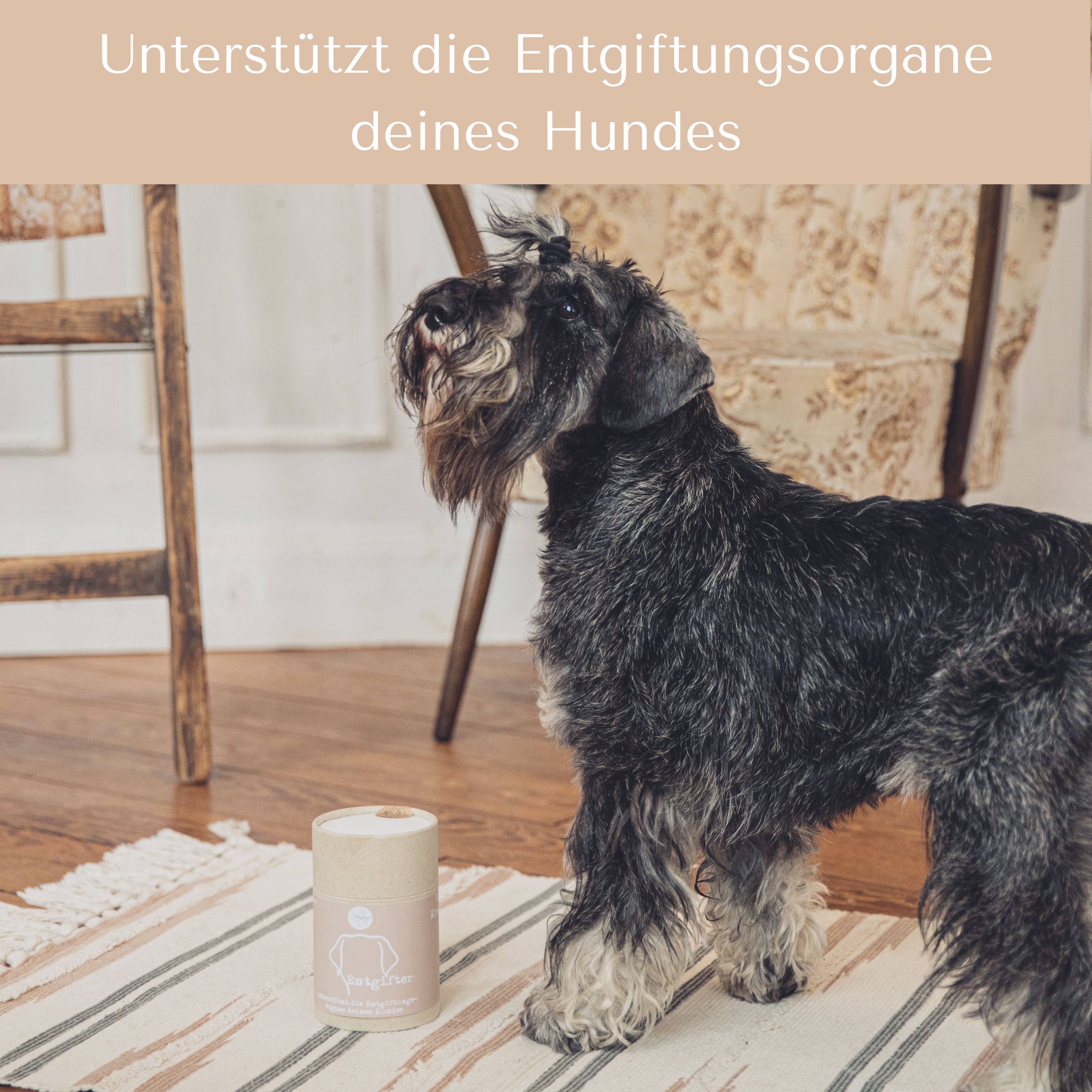 Entgifter für Hunde & Katzen