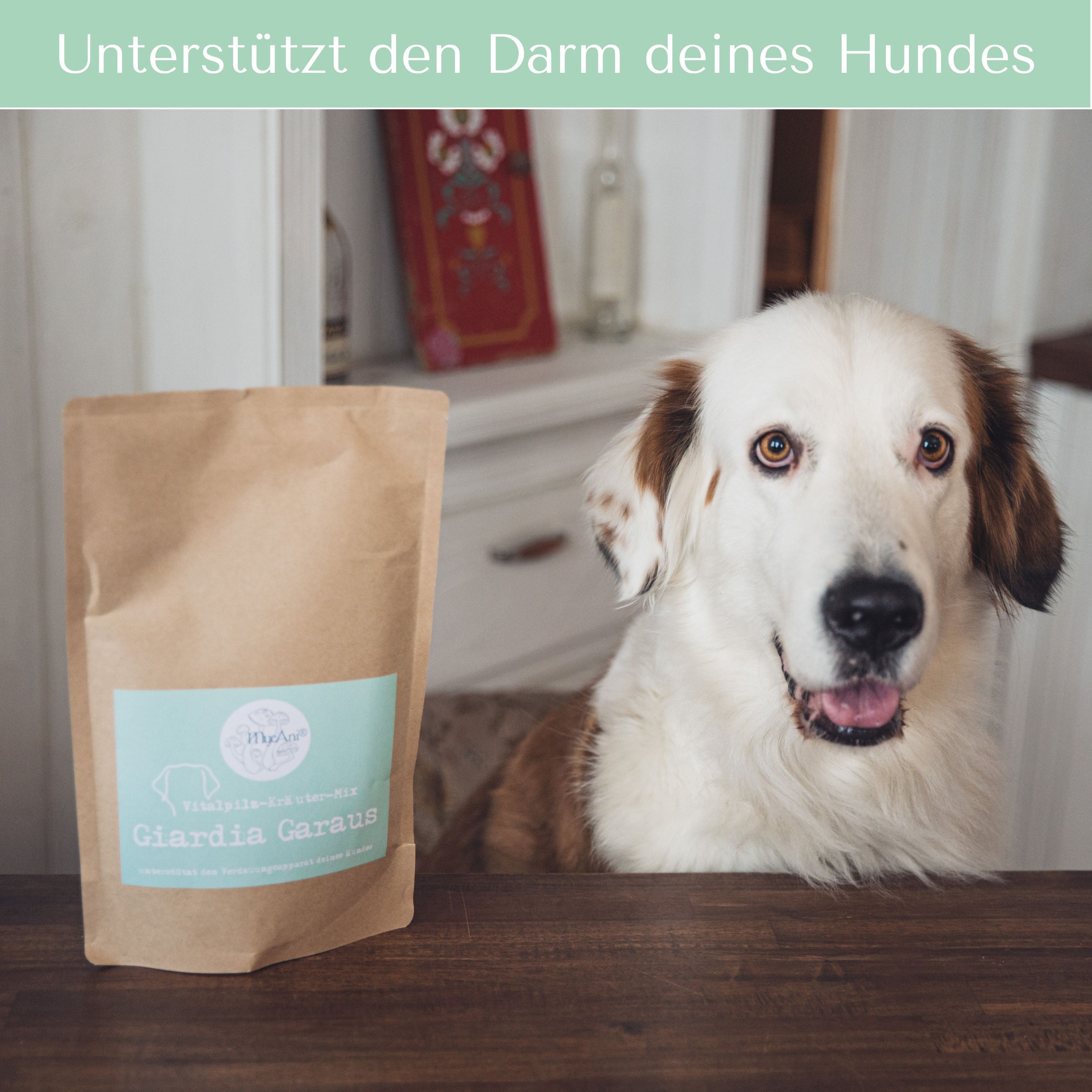 Giardia Garaus für Hunde & Katzen