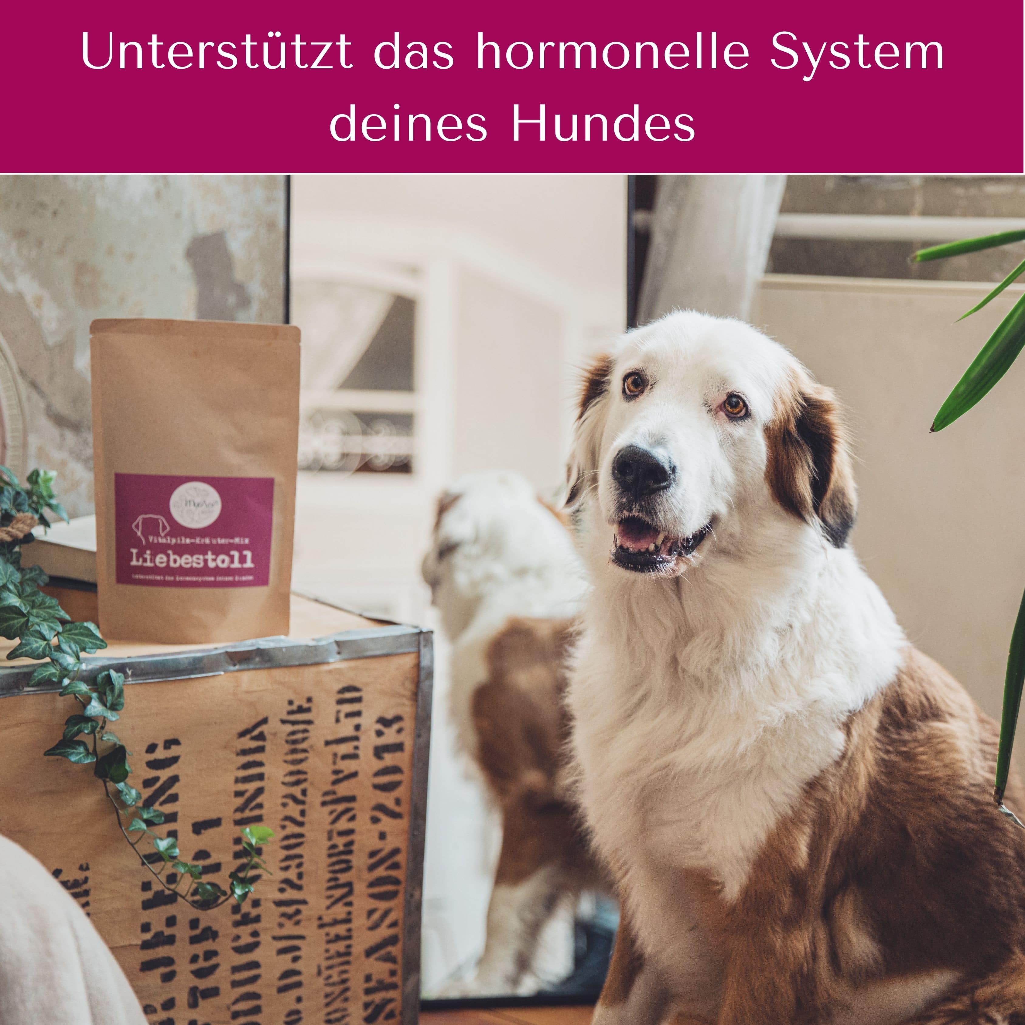 Liebestoll für Hunde & Katzen