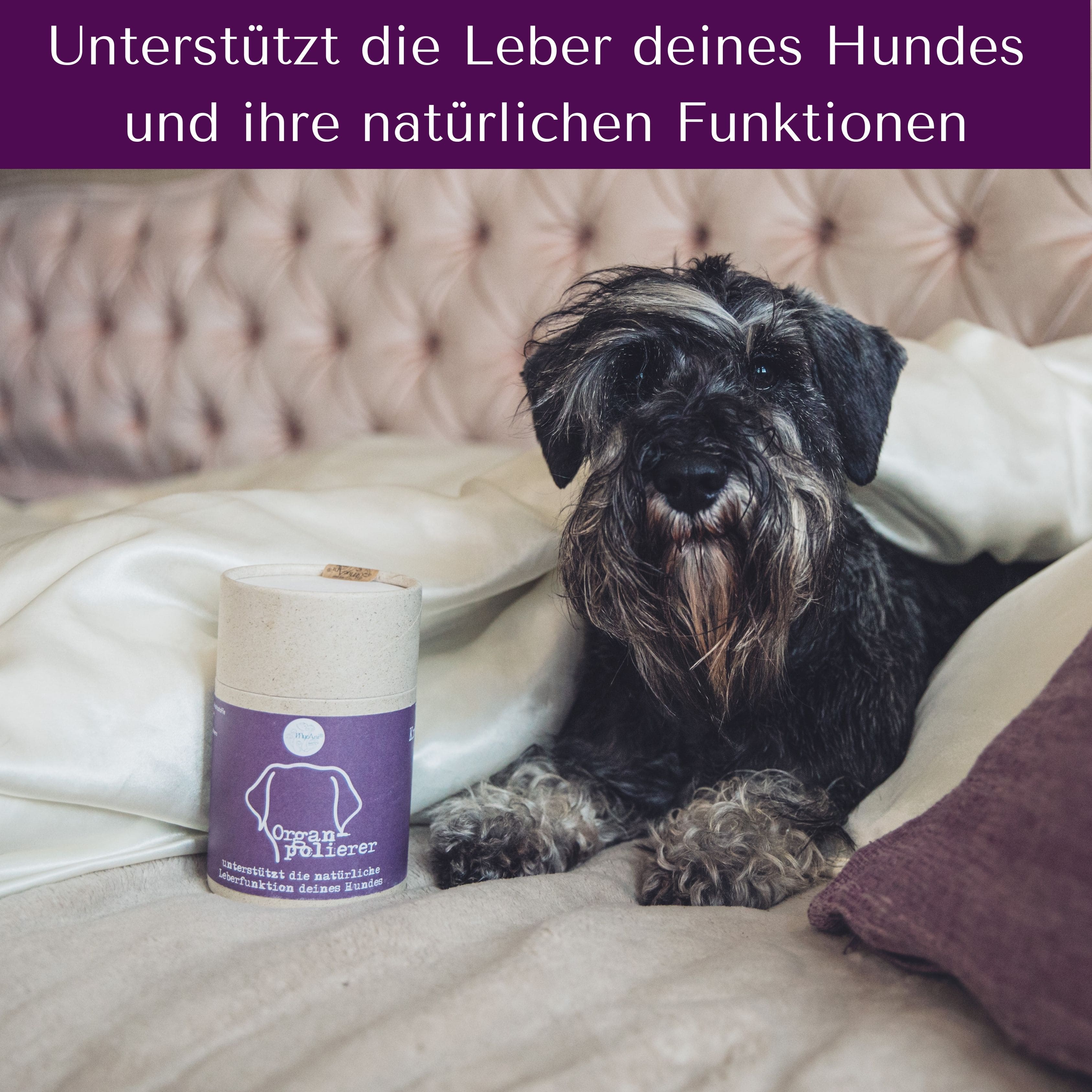 Organpolierer für Hunde & Katzen