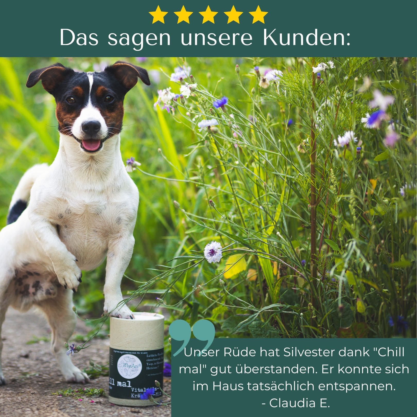 Chill mal für Hunde & Katzen