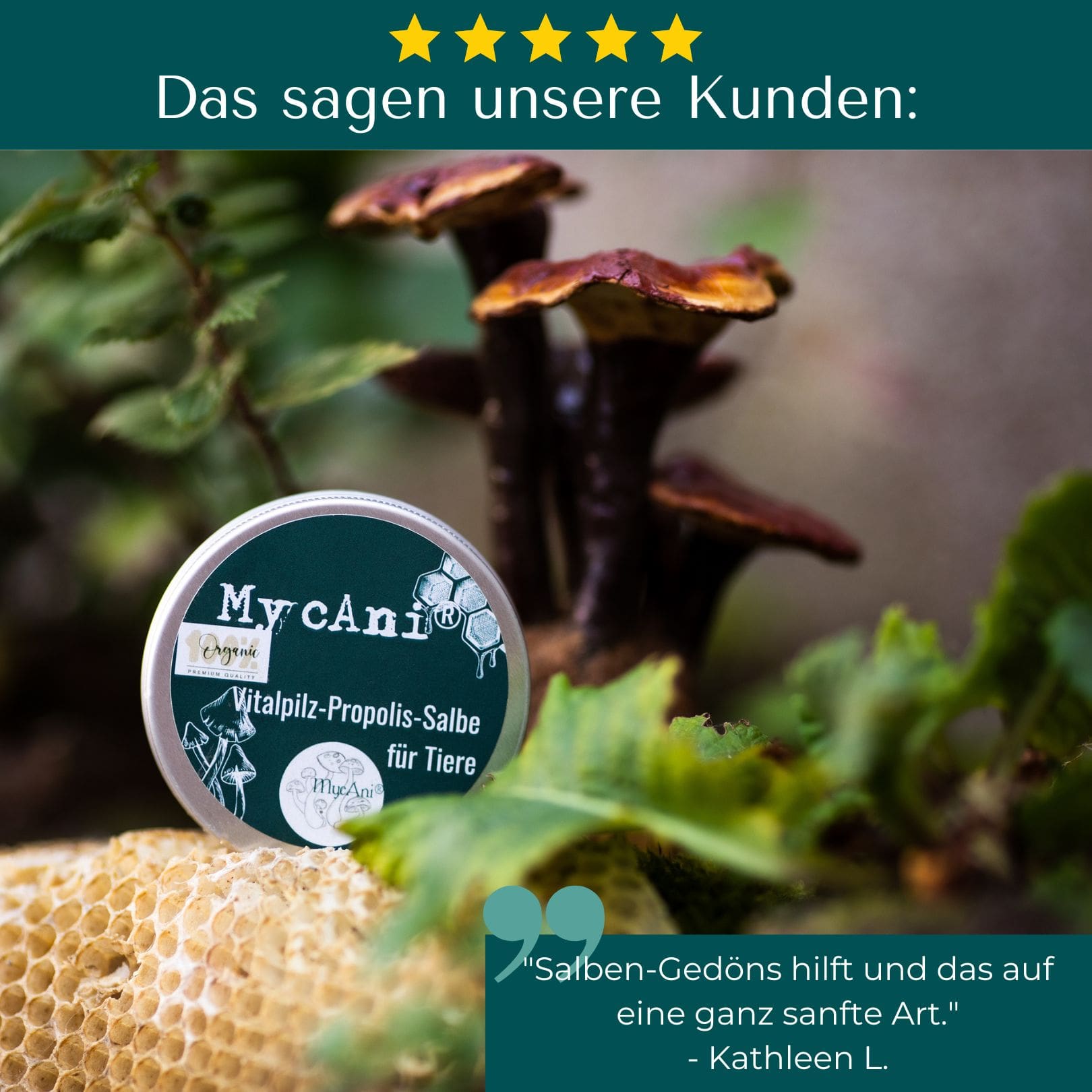 Vitalpilz-Propolis-Salbe